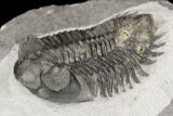 Coltraneia Trilobite Fossil - Huge Faceted Eyes #125238-1